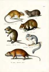 Topo ciego, 1824